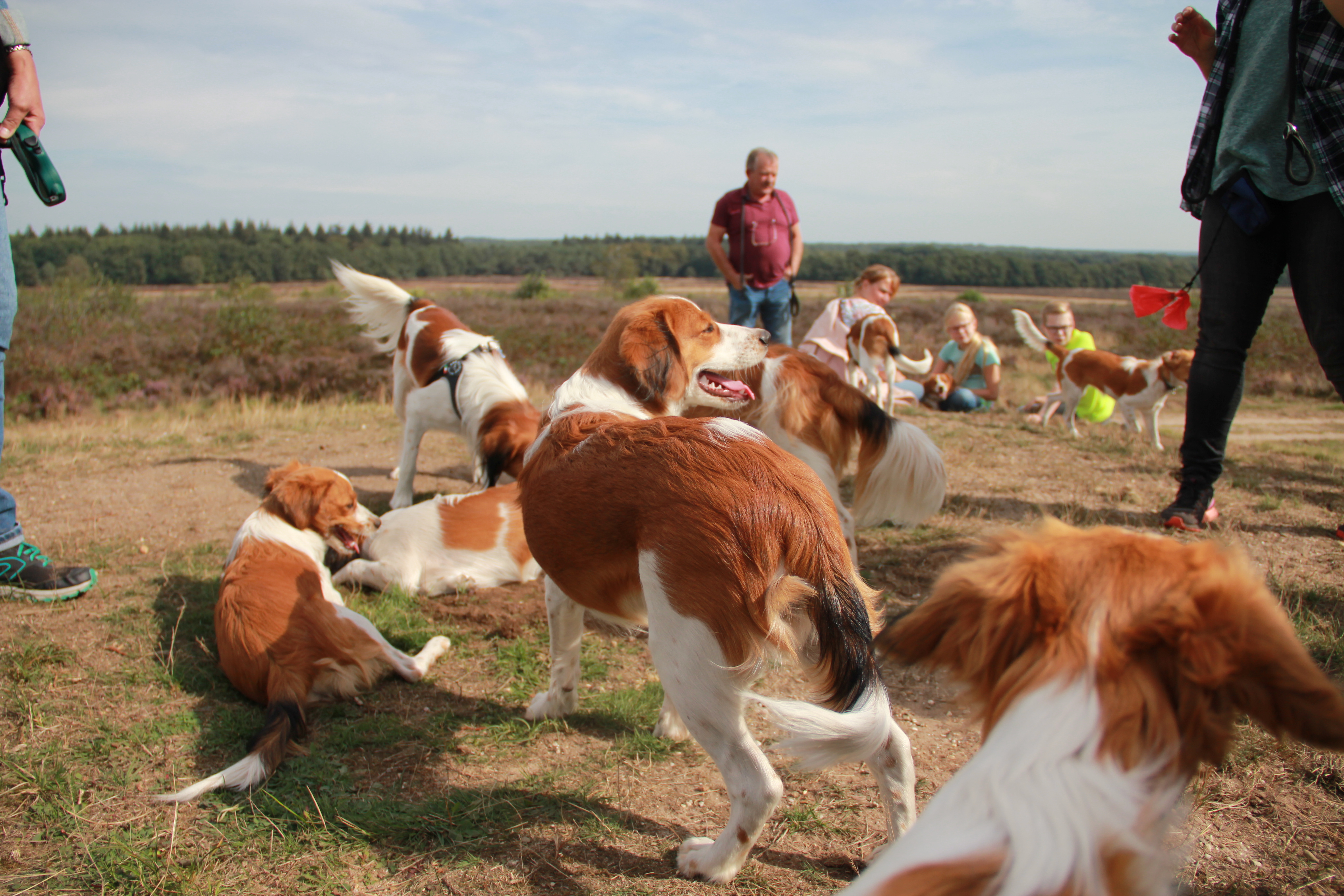 Kooikerwandeling-160918-2