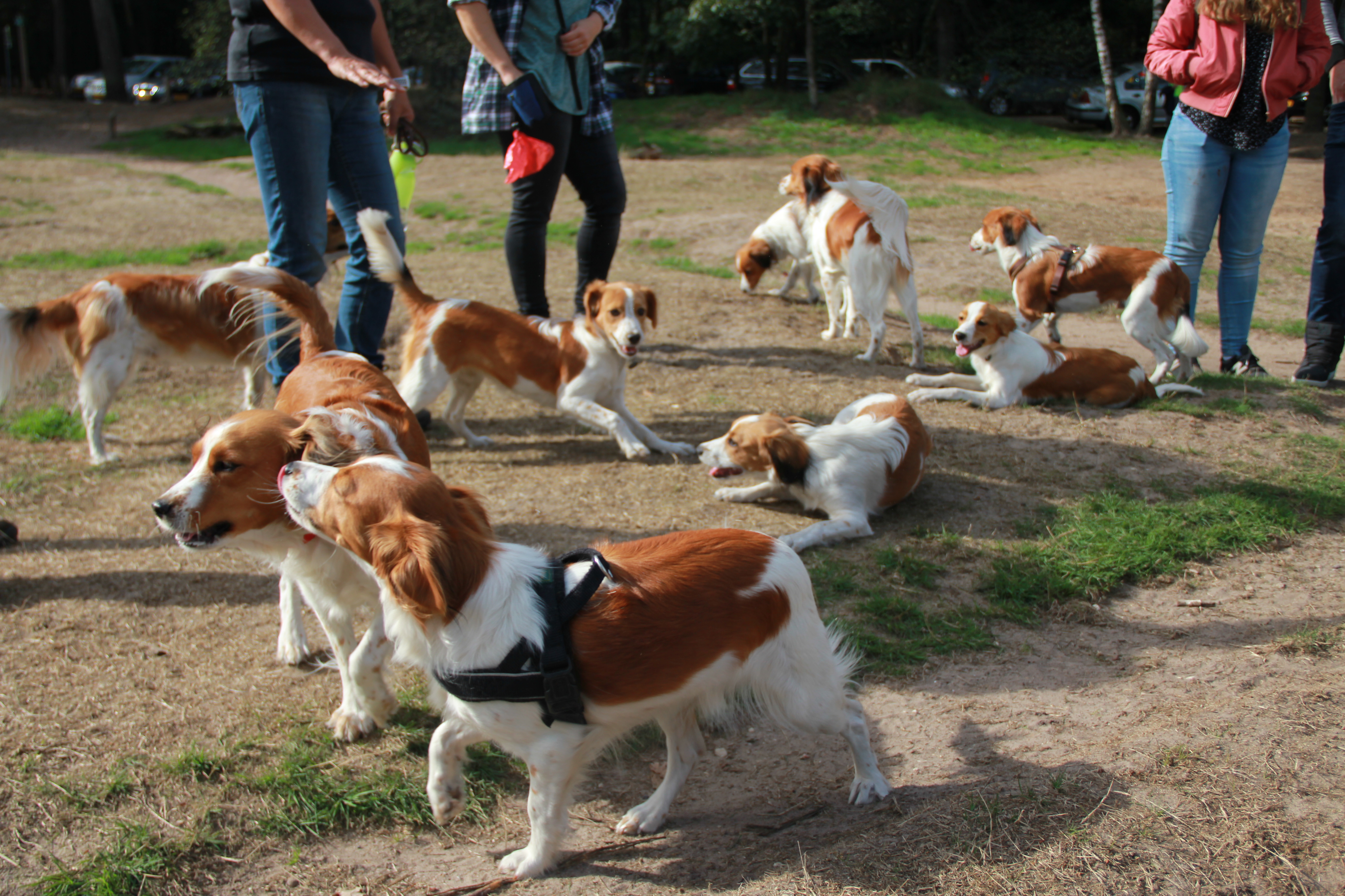 Kooikerwandeling-160918-3