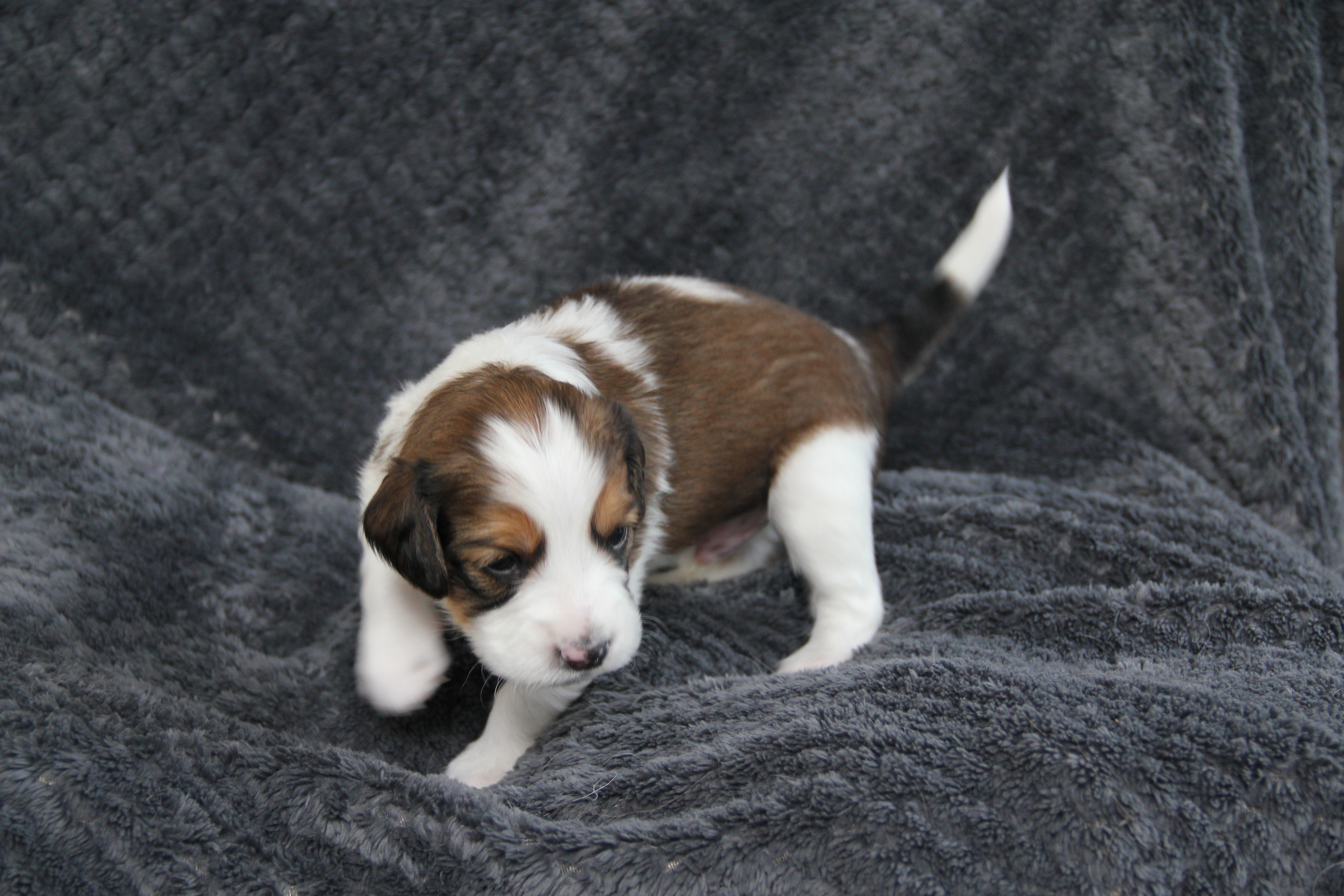 nest2-bobbie-3weken-3