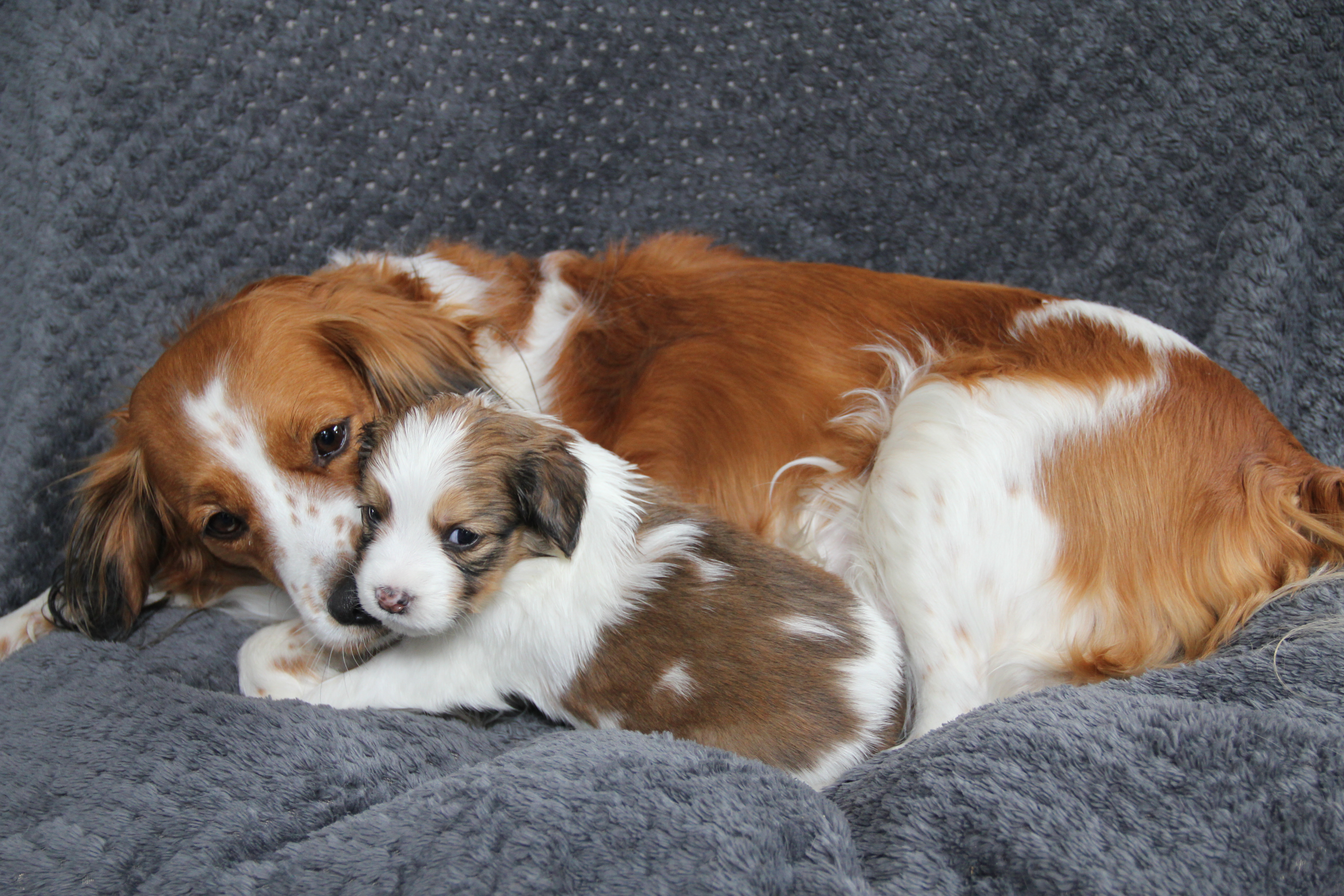 nest2-ezra-tibby-4weken-2