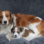 2018-04-14_14-28-19_flo_en_tibby