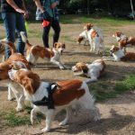 Kooikerwandeling-160918-3