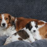 nest2-adam-tibby-4weken-1