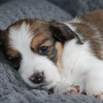 nest2-bobbie-4weken-1