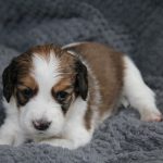 nest2-bobbie-4weken-2