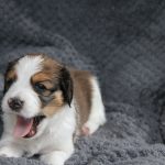 nest2-bobbie-4weken-3