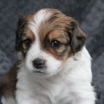 nest2-clifford-4weken-1