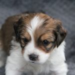 nest2-clifford-4weken-2