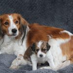 nest2-clifford-tibby-4weken-1