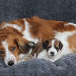 nest2-dana-tibby-4weken-1