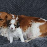 nest2-ezra-tibby-4weken-1