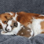 nest2-ezra-tibby-4weken-2