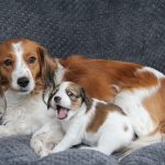 nest2-flo-tibby-4weken-2