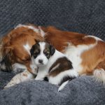 nest2-gaby-tibby-4weken-1