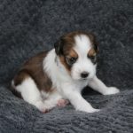 nest2-happy-3weken-1