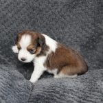 nest2-happy-3weken-2