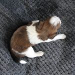 nest2-happy-3weken-5