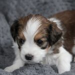 nest2-happy-4weken-1