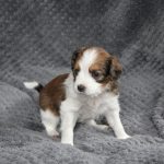 nest2-happy-4weken-2