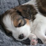 nest2-happy-4weken-3