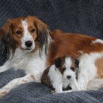 nest2-happy-tibby-4weken-1