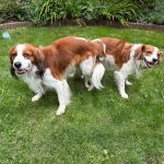 Nest6-Dekking-Hazel-Floris