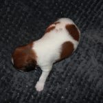 nest3-josje-14dagen-1