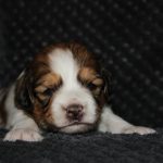 nest3-josje-21dagen-2