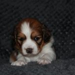 nest3-josje-28dagen-1