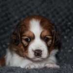 nest3-josje-28dagen-2