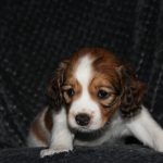 nest3-josje-6weken-1