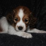 nest3-josje-6weken-2