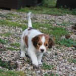 nest3-josje-7weken-1