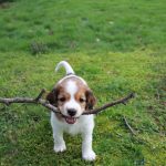 nest3-josje-7weken-3