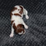 nest3-kaya-14dagen-1