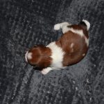 nest3-lana-14dagen-1