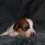 nest3-lana-14dagen-2