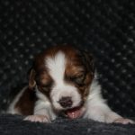 nest3-lana-21dagen-2