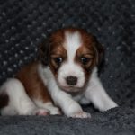 nest3-lana-28dagen-1