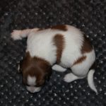 nest3-milo-14dagen-1