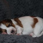 nest3-milo-14dagen-2