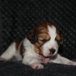 nest3-milo-21dagen-1