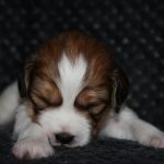 nest3-milo-21dagen-2