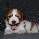 nest3-milo-28dagen-2