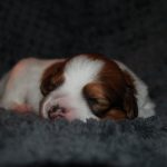 nest3-noah-14dagen-2