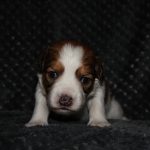 nest3-noah-21dagen-1