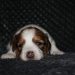 nest3-noah-21dagen-2