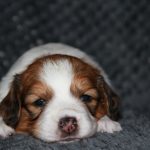 nest3-noah-28dagen-1