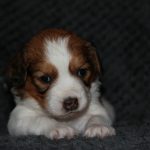 nest3-noah-28dagen-2